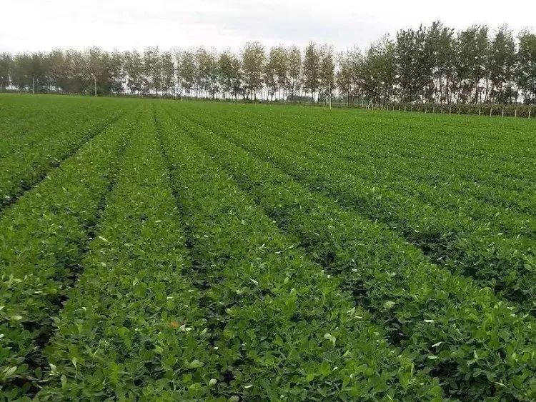HONGYAZI PEANUTS ARE WELL-KNOWN BOTH AT HOME AND ABROAD, AND